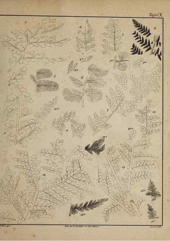 Reproducción/Reproduction 49743351426: Abdrücke und Versteinerungen des Zwickauer Schwarzkohlengebirges und seiner Umgebungen,. Zwickau,G. Richter'schen Buchhandlung,1835.. 