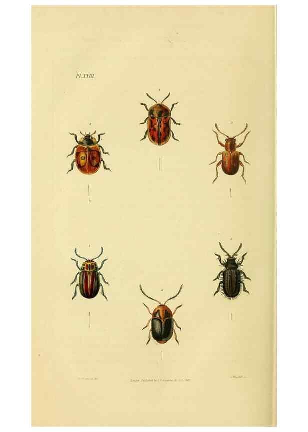 Reproducción/Reproduction 49746027331: Illustrations of British entomology;. London:Printed for the author; published by Baldwin and Cradock,1828-1835.. 