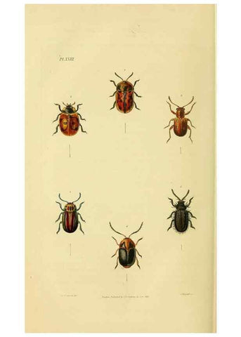 Reproducción/Reproduction 49746027331: Illustrations of British entomology;. London:Printed for the author; published by Baldwin and Cradock,1828-1835.. 