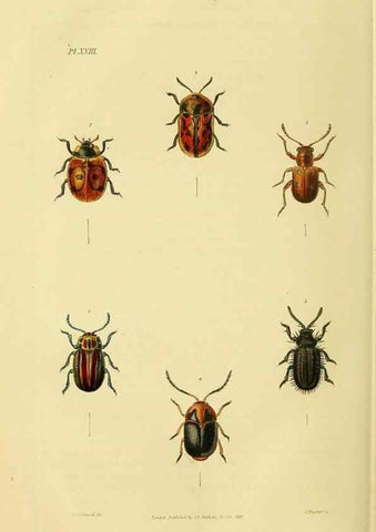 Reproducción/Reproduction 49746027331: Illustrations of British entomology;. London:Printed for the author; published by Baldwin and Cradock,1828-1835.. 