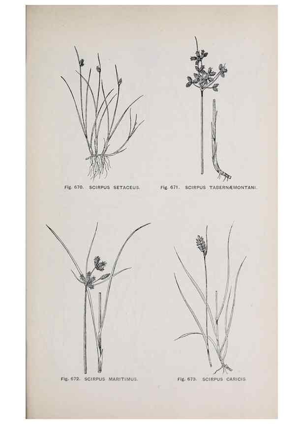 Reproducción/Reproduction 49742747768: The flora of the Liverpool district /. Liverpool :D. Marples & Co.,1902.. 