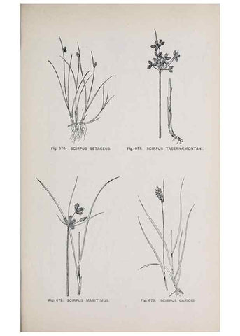 Reproducción/Reproduction 49742747768: The flora of the Liverpool district /. Liverpool :D. Marples & Co.,1902.. 