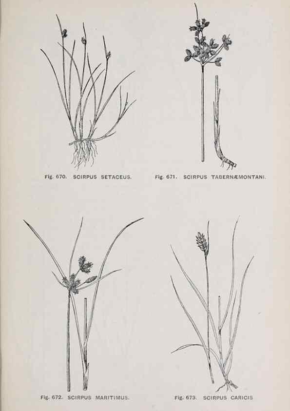 Reproducción/Reproduction 49742747768: The flora of the Liverpool district /. Liverpool :D. Marples & Co.,1902.. 