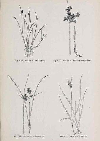 Reproducción/Reproduction 49742747768: The flora of the Liverpool district /. Liverpool :D. Marples & Co.,1902.. 