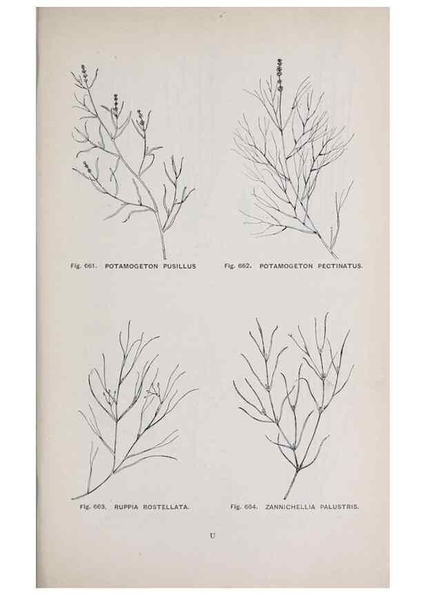 Reproducción/Reproduction 49743617392: The flora of the Liverpool district /. Liverpool :D. Marples & Co.,1902.. 