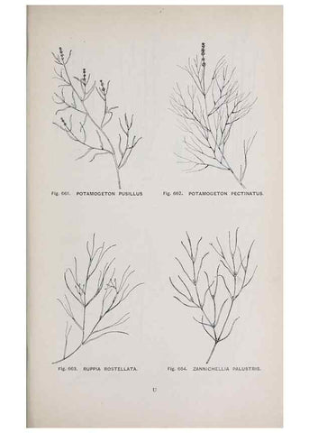 Reproducción/Reproduction 49743617392: The flora of the Liverpool district /. Liverpool :D. Marples & Co.,1902.. 