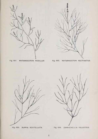 Reproducción/Reproduction 49743617392: The flora of the Liverpool district /. Liverpool :D. Marples & Co.,1902.. 