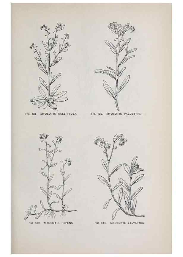 Reproducción/Reproduction 49742731138: The flora of the Liverpool district /. Liverpool :D. Marples & Co.,1902.. 