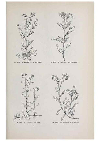 Reproducción/Reproduction 49742731138: The flora of the Liverpool district /. Liverpool :D. Marples & Co.,1902.. 