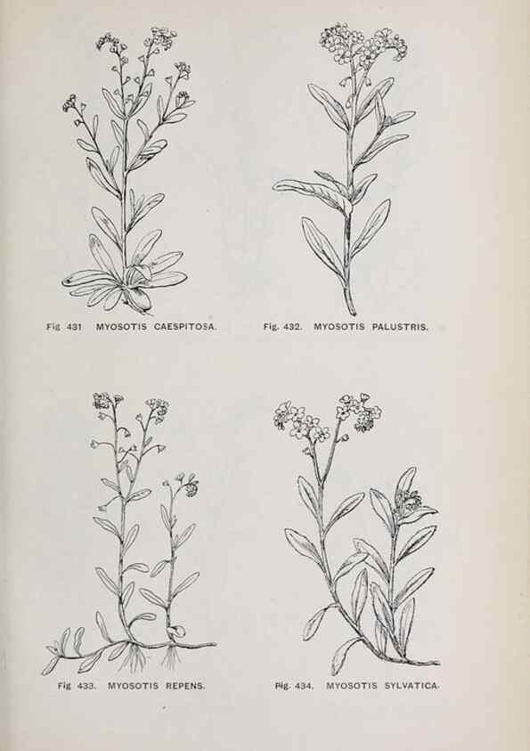 Reproducción/Reproduction 49742731138: The flora of the Liverpool district /. Liverpool :D. Marples & Co.,1902.. 