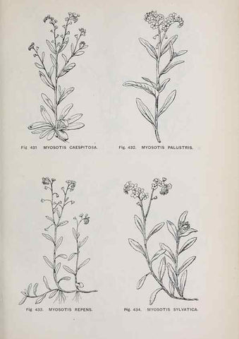 Reproducción/Reproduction 49742731138: The flora of the Liverpool district /. Liverpool :D. Marples & Co.,1902.. 
