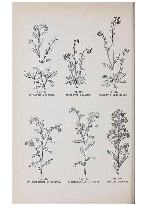 Reproducción/Reproduction 49743601872: The flora of the Liverpool district /. Liverpool :D. Marples & Co.,1902.. 
