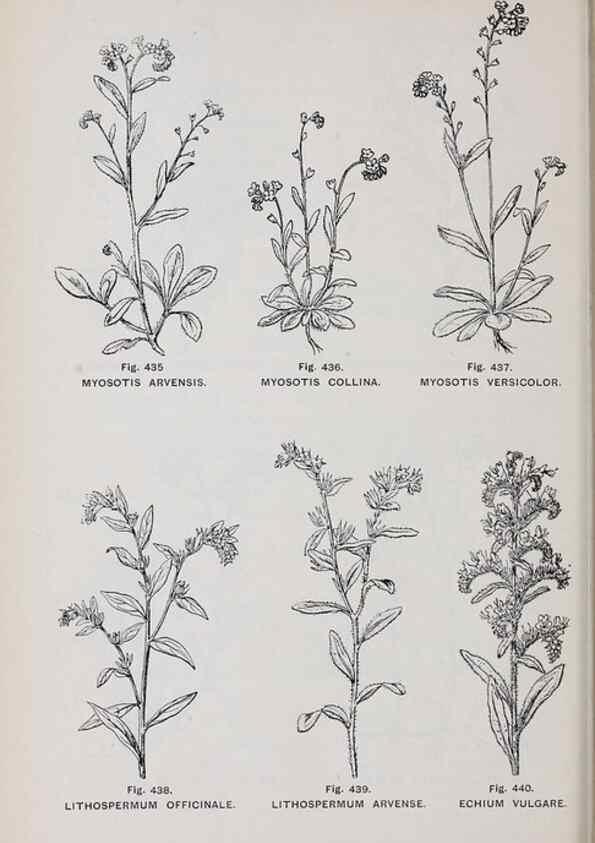 Reproducción/Reproduction 49743601872: The flora of the Liverpool district /. Liverpool :D. Marples & Co.,1902.. 