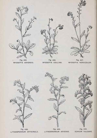 Reproducción/Reproduction 49743601872: The flora of the Liverpool district /. Liverpool :D. Marples & Co.,1902.. 
