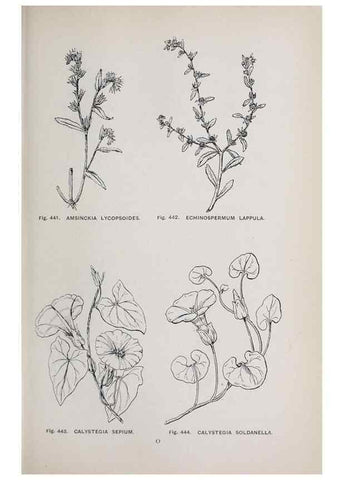 Reproducción/Reproduction 49742731713: The flora of the Liverpool district /. Liverpool :D. Marples & Co.,1902.. 