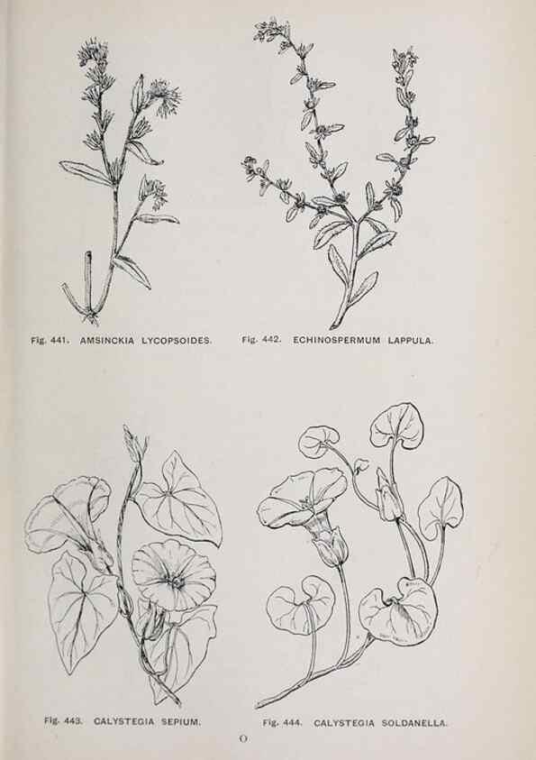 Reproducción/Reproduction 49742731713: The flora of the Liverpool district /. Liverpool :D. Marples & Co.,1902.. 