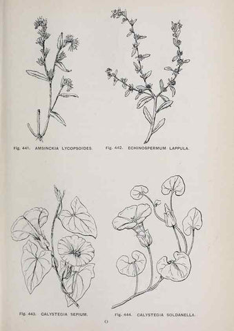 Reproducción/Reproduction 49742731713: The flora of the Liverpool district /. Liverpool :D. Marples & Co.,1902.. 