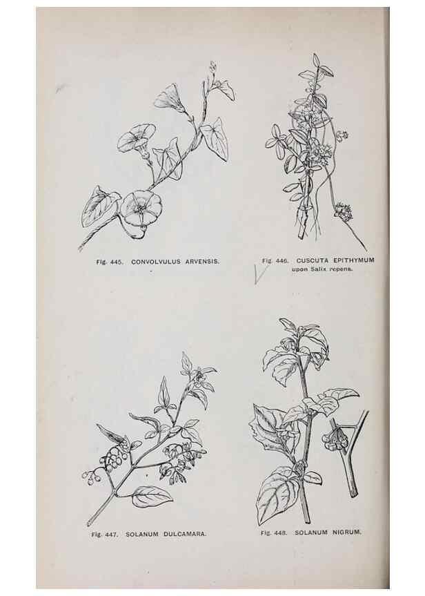 Reproducción/Reproduction 49743281481: The flora of the Liverpool district /. Liverpool :D. Marples & Co.,1902.. 