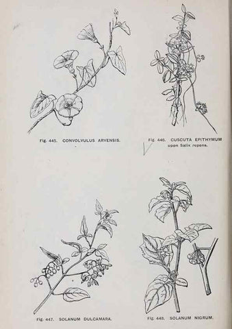Reproducción/Reproduction 49743281481: The flora of the Liverpool district /. Liverpool :D. Marples & Co.,1902.. 