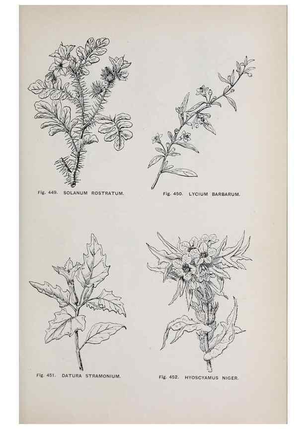 Reproducción/Reproduction 49743281821: The flora of the Liverpool district /. Liverpool :D. Marples & Co.,1902.. 