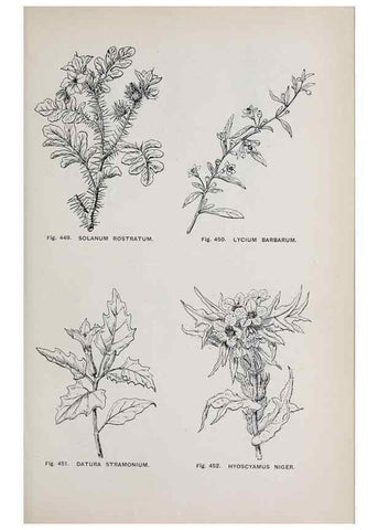 Reproducción/Reproduction 49743281821: The flora of the Liverpool district /. Liverpool :D. Marples & Co.,1902.. 