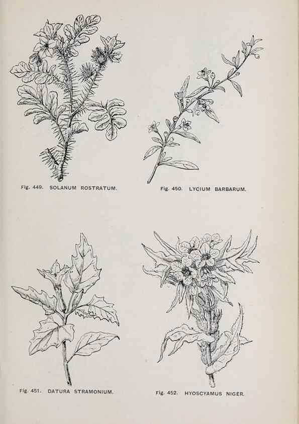 Reproducción/Reproduction 49743281821: The flora of the Liverpool district /. Liverpool :D. Marples & Co.,1902.. 