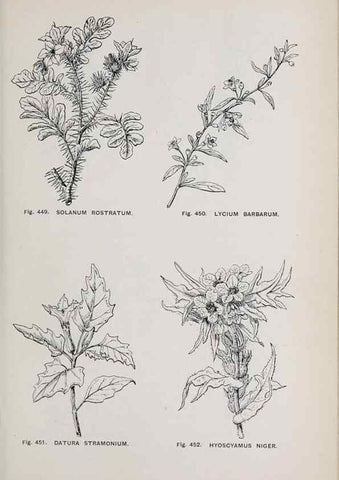 Reproducción/Reproduction 49743281821: The flora of the Liverpool district /. Liverpool :D. Marples & Co.,1902.. 