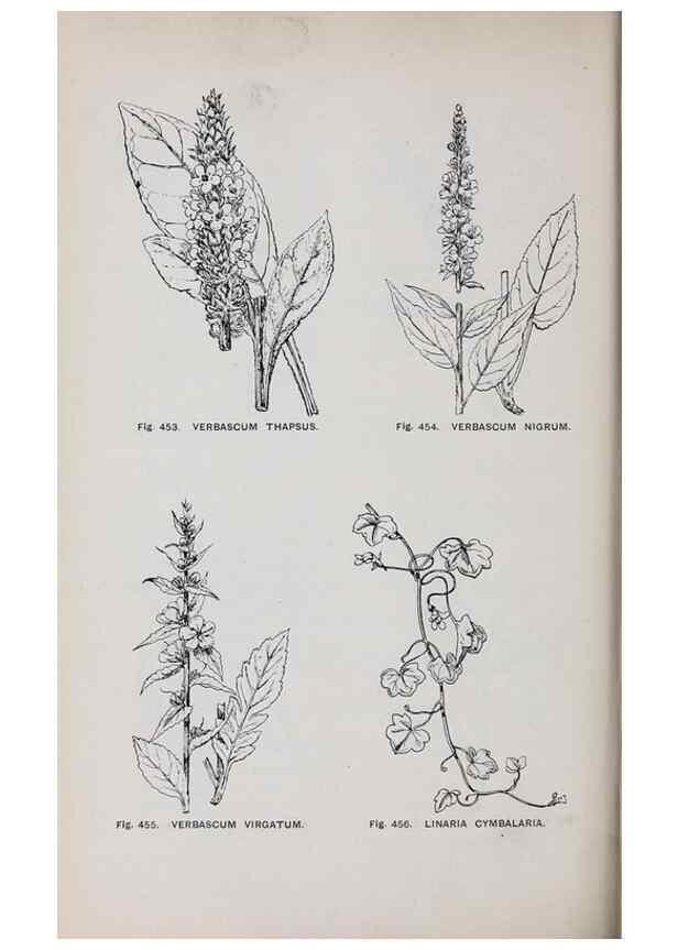 Reproducción/Reproduction 49742732548: The flora of the Liverpool district /. Liverpool :D. Marples & Co.,1902.. 