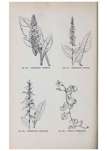 Reproducción/Reproduction 49742732548: The flora of the Liverpool district /. Liverpool :D. Marples & Co.,1902.. 