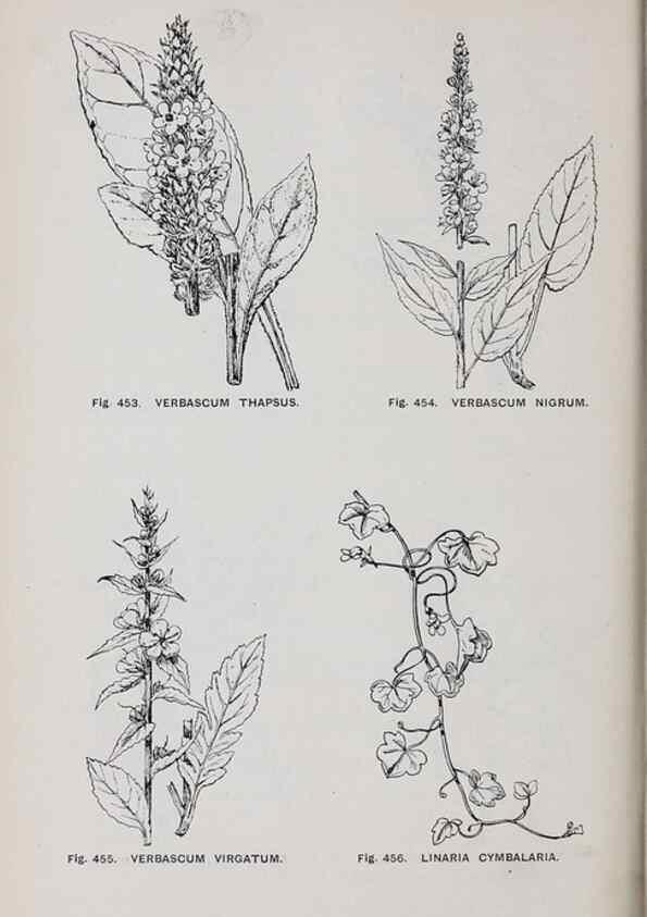 Reproducción/Reproduction 49742732548: The flora of the Liverpool district /. Liverpool :D. Marples & Co.,1902.. 