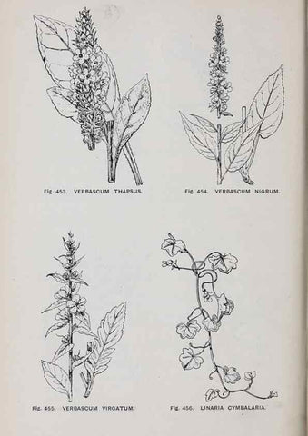 Reproducción/Reproduction 49742732548: The flora of the Liverpool district /. Liverpool :D. Marples & Co.,1902.. 