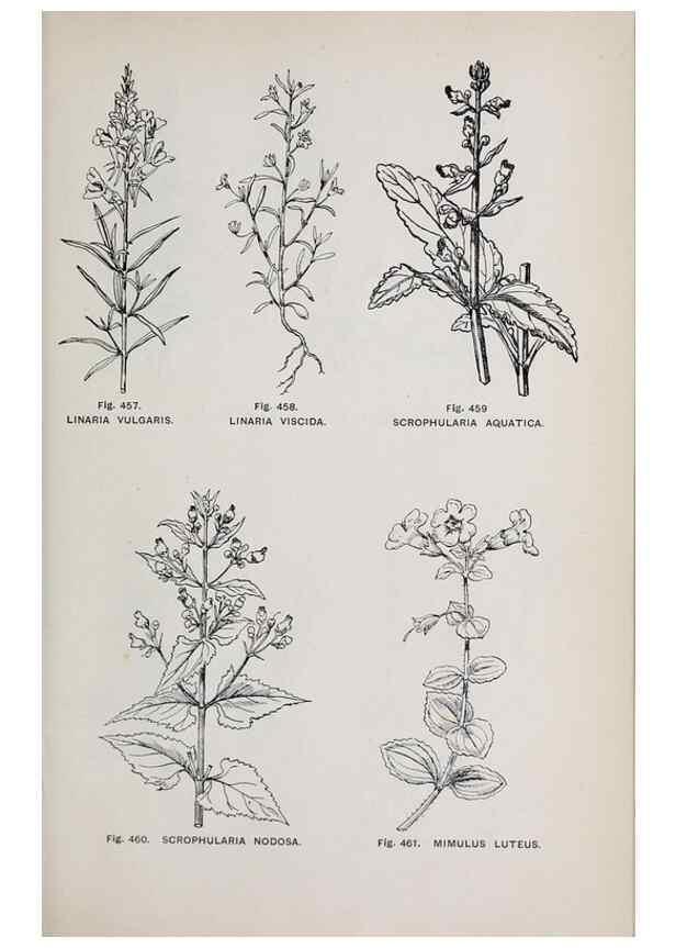 Reproducción/Reproduction 49743603327: The flora of the Liverpool district /. Liverpool :D. Marples & Co.,1902.. 