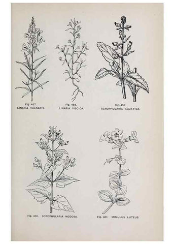 Reproducción/Reproduction 49743603327: The flora of the Liverpool district /. Liverpool :D. Marples & Co.,1902.. 