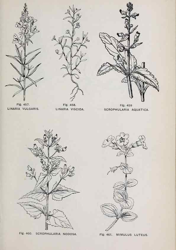 Reproducción/Reproduction 49743603327: The flora of the Liverpool district /. Liverpool :D. Marples & Co.,1902.. 