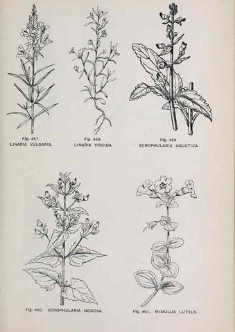 Reproducción/Reproduction 49743603327: The flora of the Liverpool district /. Liverpool :D. Marples & Co.,1902.. 