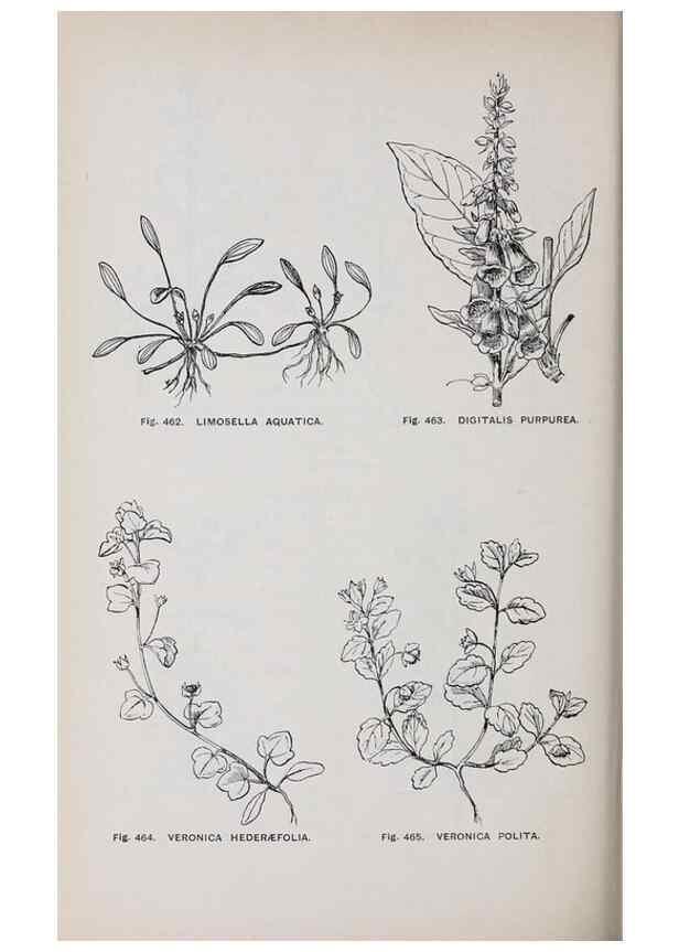 Reproducción/Reproduction 49742733058: The flora of the Liverpool district /. Liverpool :D. Marples & Co.,1902.. 