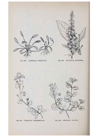 Reproducción/Reproduction 49742733058: The flora of the Liverpool district /. Liverpool :D. Marples & Co.,1902.. 
