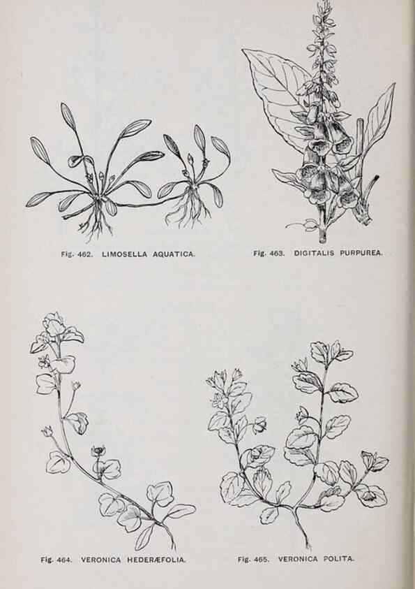 Reproducción/Reproduction 49742733058: The flora of the Liverpool district /. Liverpool :D. Marples & Co.,1902.. 
