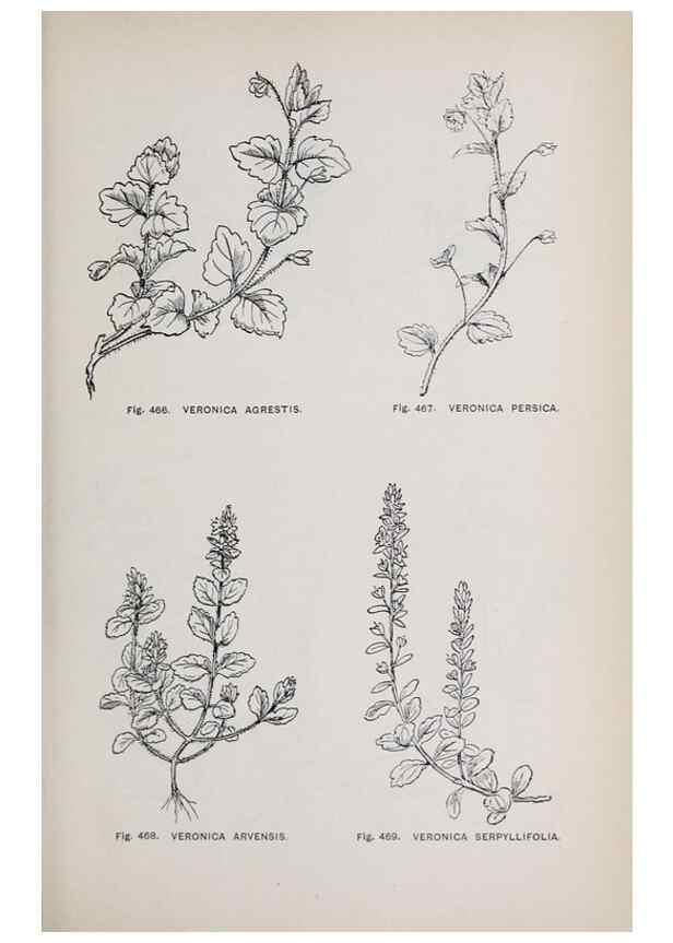 Reproducción/Reproduction 49743603972: The flora of the Liverpool district /. Liverpool :D. Marples & Co.,1902.. 