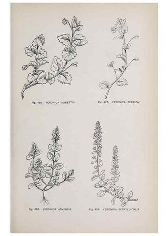 Reproducción/Reproduction 49743603972: The flora of the Liverpool district /. Liverpool :D. Marples & Co.,1902.. 