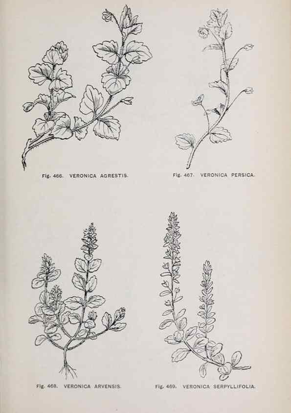 Reproducción/Reproduction 49743603972: The flora of the Liverpool district /. Liverpool :D. Marples & Co.,1902.. 