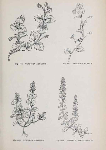 Reproducción/Reproduction 49743603972: The flora of the Liverpool district /. Liverpool :D. Marples & Co.,1902.. 