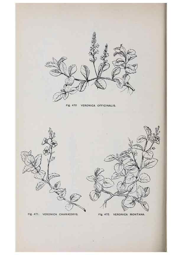 Reproducción/Reproduction 49743283356: The flora of the Liverpool district /. Liverpool :D. Marples & Co.,1902.. 