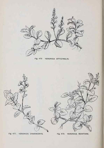 Reproducción/Reproduction 49743283356: The flora of the Liverpool district /. Liverpool :D. Marples & Co.,1902.. 
