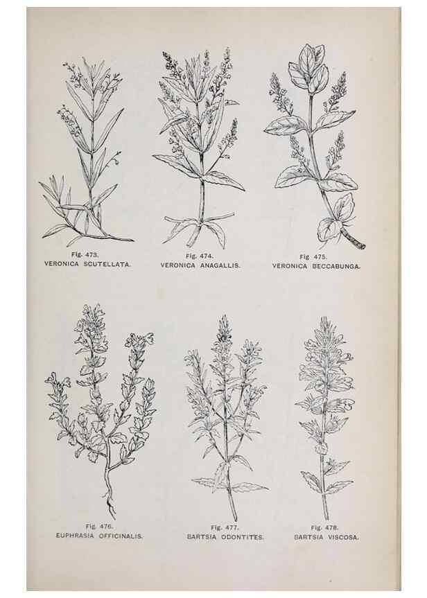 Reproducción/Reproduction 49742733953: The flora of the Liverpool district /. Liverpool :D. Marples & Co.,1902.. 