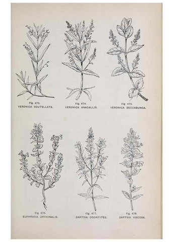 Reproducción/Reproduction 49742733953: The flora of the Liverpool district /. Liverpool :D. Marples & Co.,1902.. 