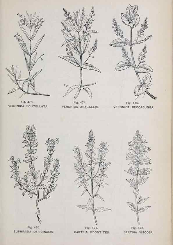 Reproducción/Reproduction 49742733953: The flora of the Liverpool district /. Liverpool :D. Marples & Co.,1902.. 