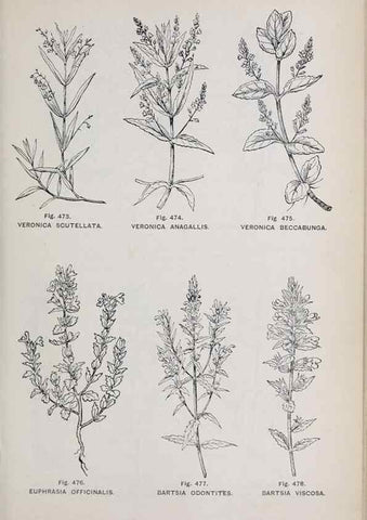 Reproducción/Reproduction 49742733953: The flora of the Liverpool district /. Liverpool :D. Marples & Co.,1902.. 