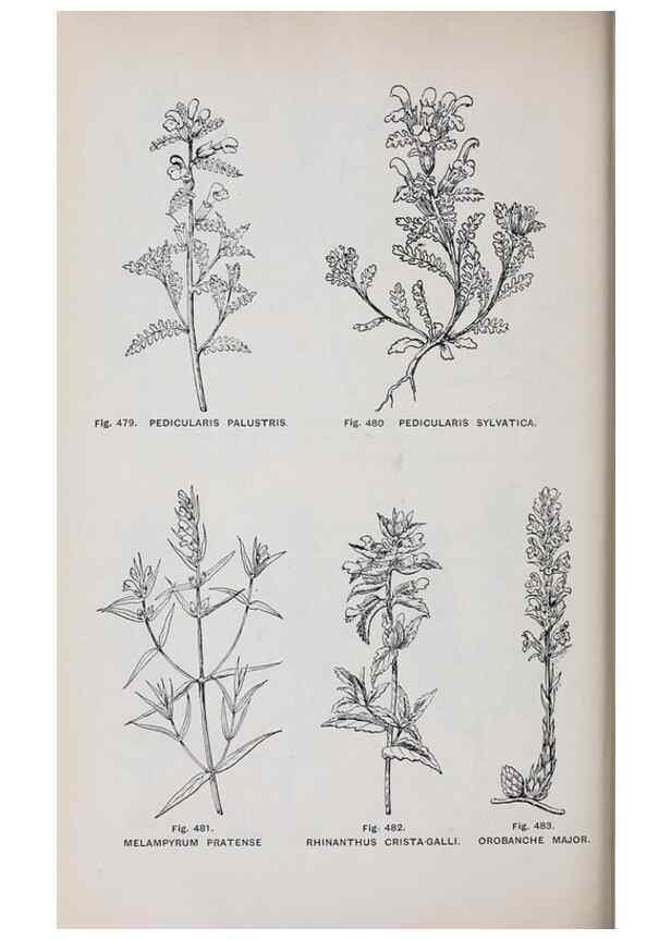Reproducción/Reproduction 49742734223: The flora of the Liverpool district /. Liverpool :D. Marples & Co.,1902.. 