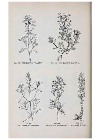 Reproducción/Reproduction 49742734223: The flora of the Liverpool district /. Liverpool :D. Marples & Co.,1902.. 